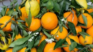 The Benefits of Oranges